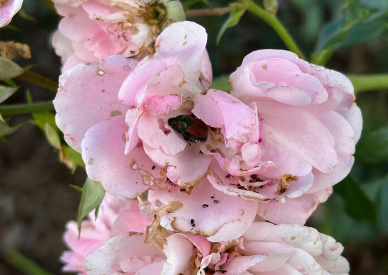 رزهای مقاوم به سوسک ژاپنی برای باغ شما